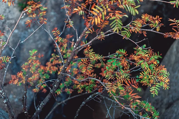 Rami con foglie colorate sul bordo delle rocce — Foto Stock