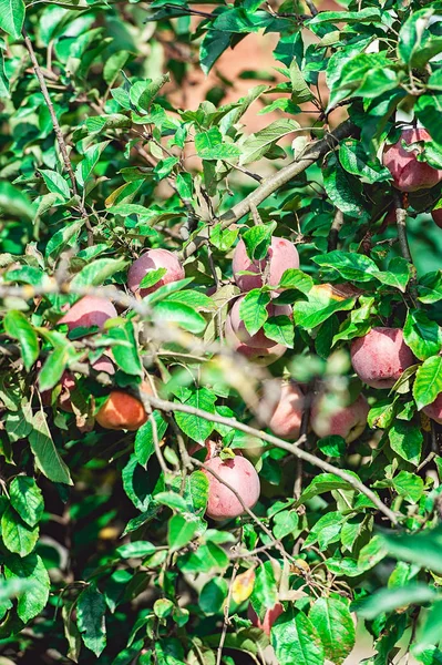 Розтерти яблуко на гілці. літній урожай яблук — стокове фото