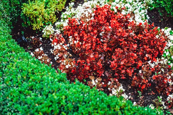 Маленька червона квітка як частина ландшафтного дизайну — стокове фото