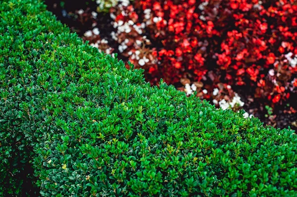 green bush as part of landscape design