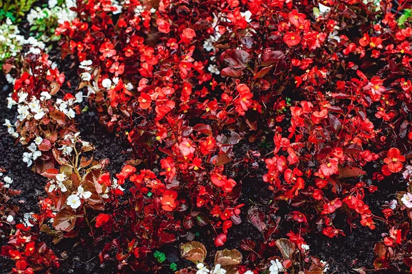 Piccolo fiore rosso come parte della progettazione del paesaggio — Foto Stock