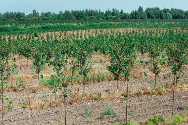 Genç vişne Bahçesi. Genç ağaçlar, satırları yaz.