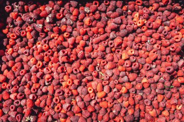 Ahududu büyüyen bir çiftlik. hasat olgun ahududu kutularında ve işlenmesi için hazır aldı