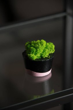 Siyah ve pembe çimento kabında yosun.