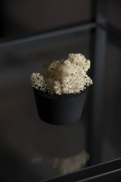Musgo Branco Pote Concreto Preto Uma Prateleira — Fotografia de Stock
