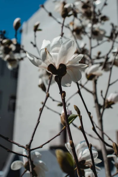 Цвітіння Магнолії Навесні Букінг Фоні — стокове фото