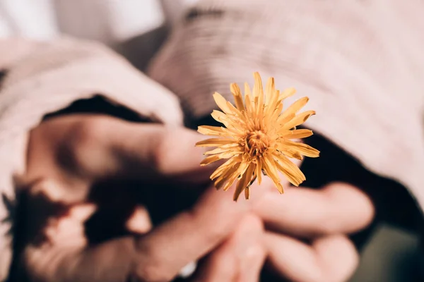 Маленькі Жовті Квіти Маленьким Зеленим Листям Руці — стокове фото