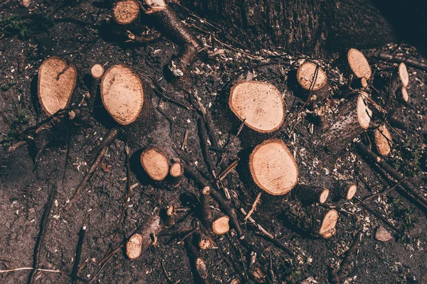 Деревообробка Очищення Лісів Пеньків — стокове фото