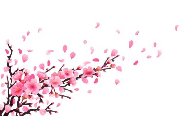 Gerçekçi Sakura Japonya kiraz Şubesi