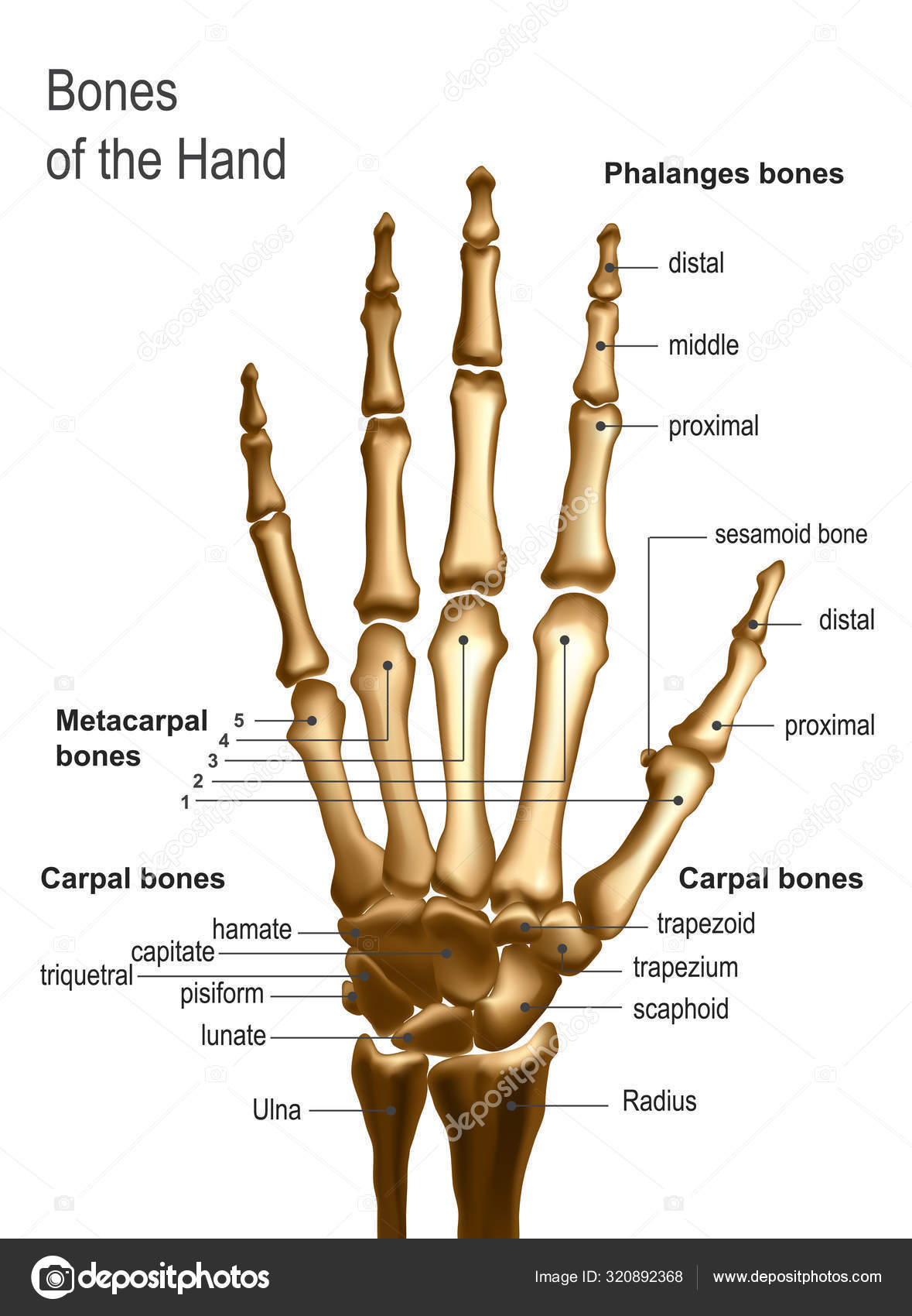 Vista frontal imagem dos ossos da mão com anotações . Vetor de stock de  ©IraDvilyuk 320892368, image size:1179x1700