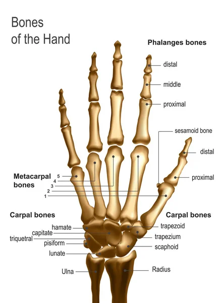Vista frontal imagem dos ossos da mão com anotações . — Vetor de Stock