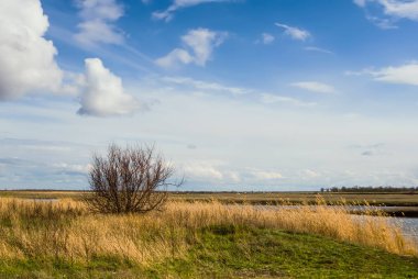 Yalnız ağaç sonsuz bozkır