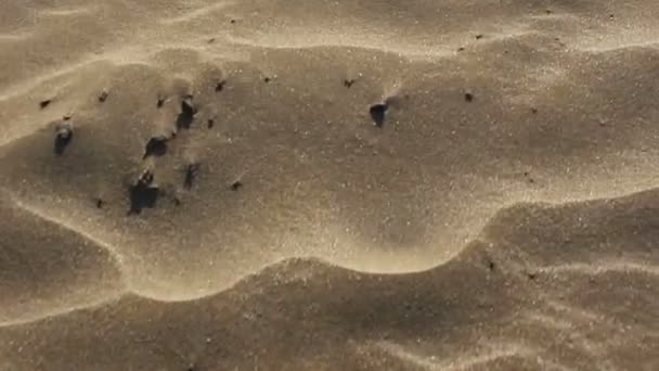 Chůzi nebo pohybu vpřed na písku — Stock video