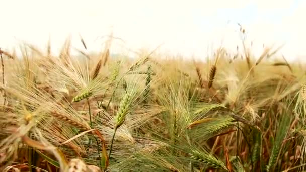 Vetefält smekt av vinden. Ekologisk matkoncept — Stockvideo