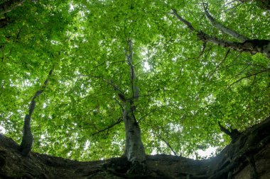 Parlak yeşil ağaç taç alt görünümü