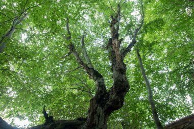 Parlak yeşil ağaç taç alt görünümü