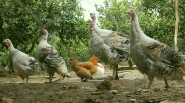 Türkiye'de tavuk yemek yiyecek bir bahçede grup.