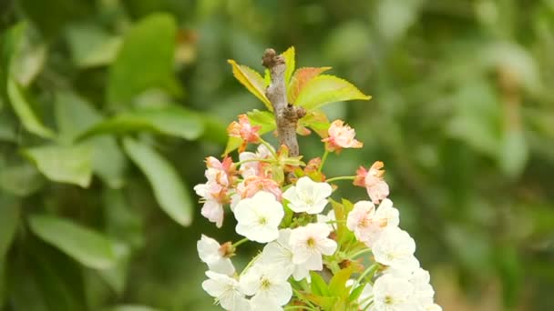 Flor de cereja branca na primavera com fundo embaçado — Vídeo de Stock