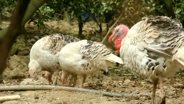 Grupo de galinha de peru comendo comida em um jardim . — Vídeo de Stock