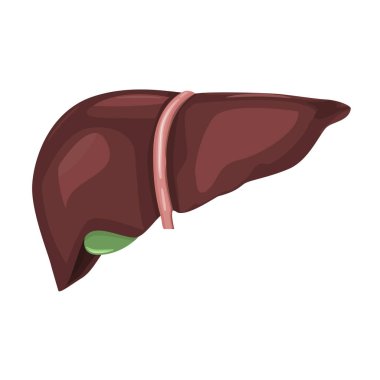Çok yüksek detaylı ama düz ve katı renk vektör ile insan karaciğer anatomisi.