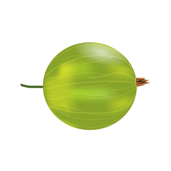 Una sola amla realista 3d o maqueta de grosella india. Aislado sobre fondo blanco . — Vector de stock