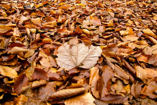 Autumn wet golden Leaves on ground.