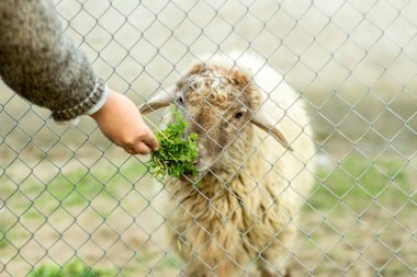 A young boy is feeding a sheep through a wired fence. He gives the sheep green food with his hand. clipart