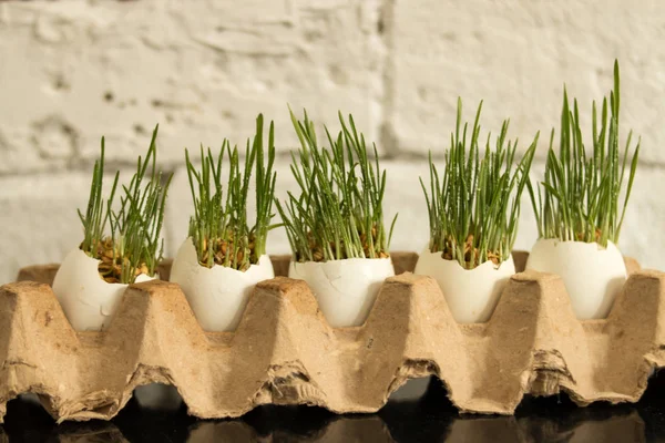 Su ile taze yeşil çim beyaz yumurta kabuğunda bırakır. Paskalya veya Nevruz kavram.