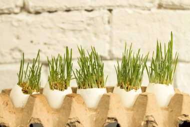 Su ile taze yeşil çim beyaz yumurta kabuğunda bırakır. Paskalya veya Nevruz kavram.