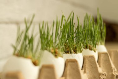 Su ile taze yeşil çim beyaz yumurta kabuğunda bırakır. Paskalya veya Nevruz kavram.