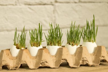 Su ile taze yeşil çim beyaz yumurta kabuğunda bırakır. Paskalya veya Nevruz kavram.