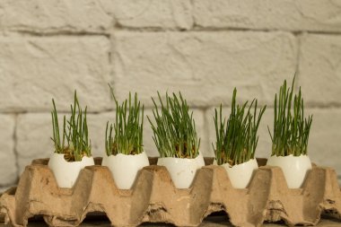 Su ile taze yeşil çim beyaz yumurta kabuğunda bırakır. Paskalya veya Nevruz kavram.