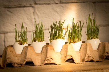 Su ile taze yeşil çim beyaz yumurta kabuğunda bırakır. Paskalya veya Nevruz kavram.