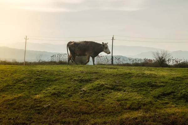 วัวบนหญ้าสีเขียวและท้องฟ้าตอนเย็นด้วยแสง — ภาพถ่ายสต็อก