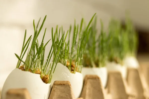 L'erba fresca verde con gocce d'acqua in guscio d'uovo bianco. Concetto di Pasqua o nowruz . — Foto Stock