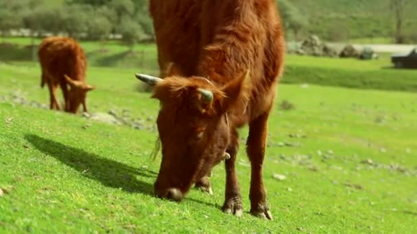 Bruine koe gras eten op de prachtige weide veld. — Stockvideo