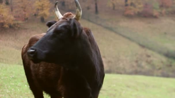 Mörk svart Ko äter gräs på äng nära skogen. — Stockvideo