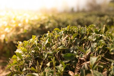Yeşil çay alan mavi gökyüzü ve sabah güneş ışığı efekti ile. Bahar zaman manzara ve arka plan.