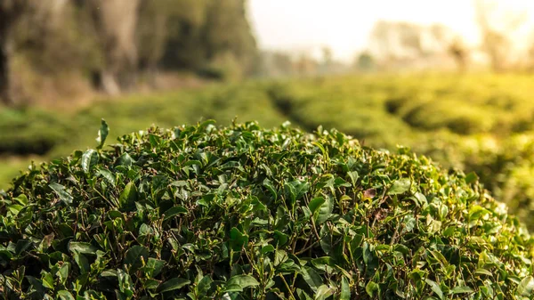 Champ de thé vert avec ciel bleu et effet de lumière du soleil du matin. Printemps paysage et arrière-plan . — Photo
