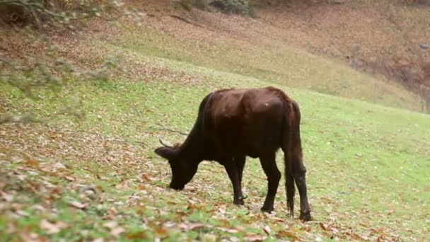 Donkere zwarte koe gras eten op weide in de buurt van bos. — Stockvideo
