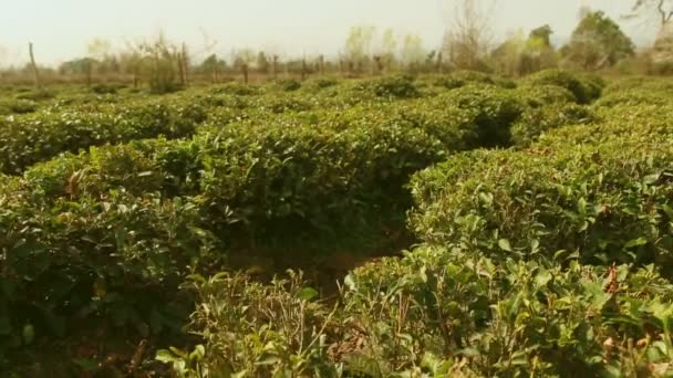 Campo de té y arbustos y árboles de té . — Vídeo de stock