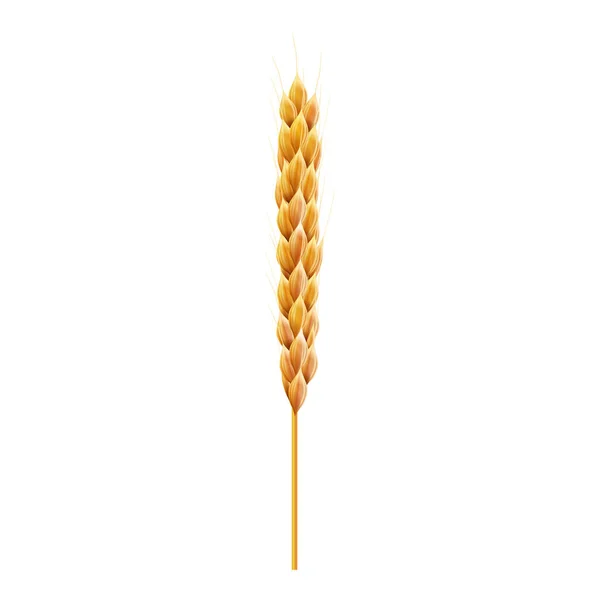 Sinlge wheat ear. 3d Realistic vector illustration. High detailed illustrated. — Stock Vector