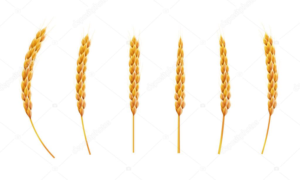 Set of wheat ear. 3d Realistic vector illustration. High detailed illustrated with shadows and light effect.