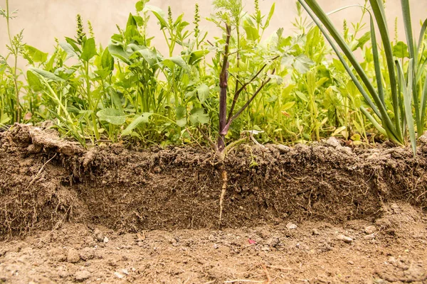 Boden geschnitten und wachsende Pflanze mit unterirdischer Wurzel sichtbar. — Stockfoto