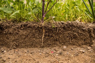 Toprak kesme ve yeraltı kökü görünür bitki yetiştirme.