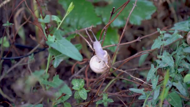 Gros plan de l'escargot d'escargot glissant sur la feuille de raisin vert . — Video