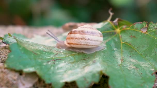 Sluitingen van slakken escargot glijden op groen druivenblad. — Stockvideo