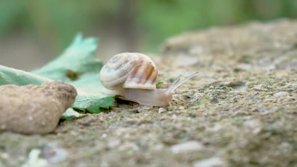 Gros plan de l'escargot d'escargot glissant sur la feuille de raisin vert .