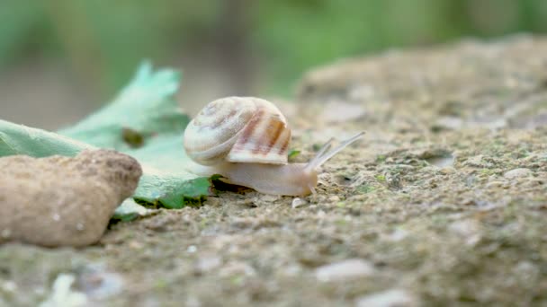 Primer plano de caracol escargot deslizándose sobre hoja de uva verde . — Vídeo de stock