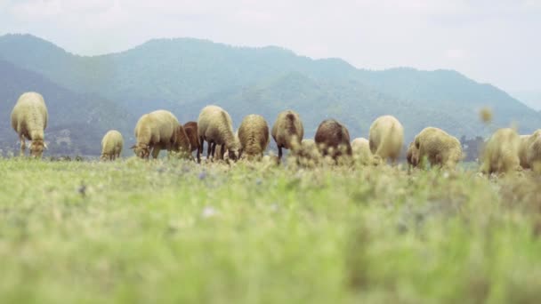 Skupina ovcí jí trávu s horským pozadím. Úžasná pastorální scenérie se stádem domácích zvířat na Vysočině. — Stock video